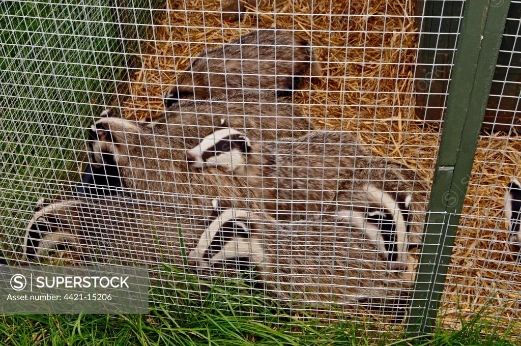 Eurasian Badger (Meles meles) orphaned cubs, almost ready for release as group into prepared sett, England