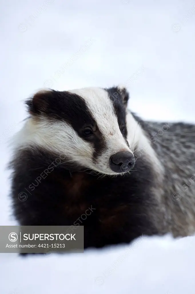 Eurasian Badger (Meles meles) adult, emerging from sett in deep snow, Norway, march