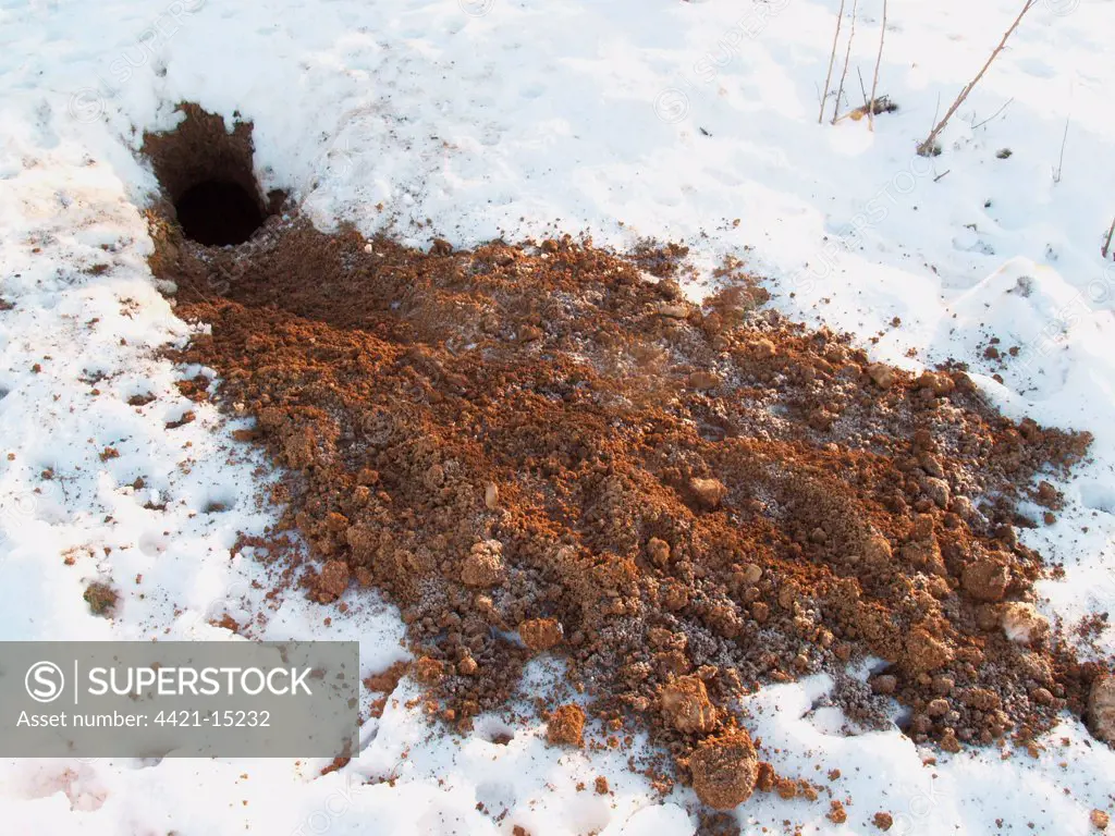Eurasian Badger (Meles meles) soil from excavated sett on snow, Devon, England, winter