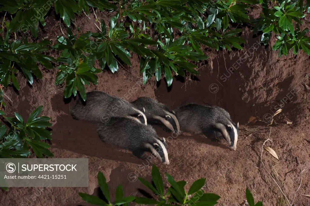 Eurasian Badger (Meles meles) four adults, foraging at entrance to sett at night, Lancashire, England, August