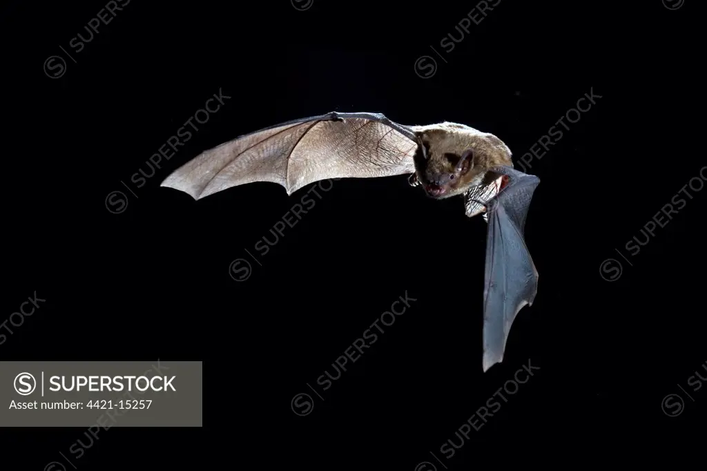 Big Brown Bat (Eptesicus fuscus) adult, in flight, hunting at night, U.S.A.