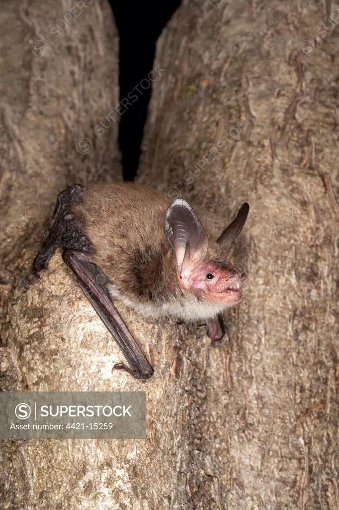 Bechstein's Bat (Myotis bechsteinii) juvenile, echolocating, clinging to branch, England