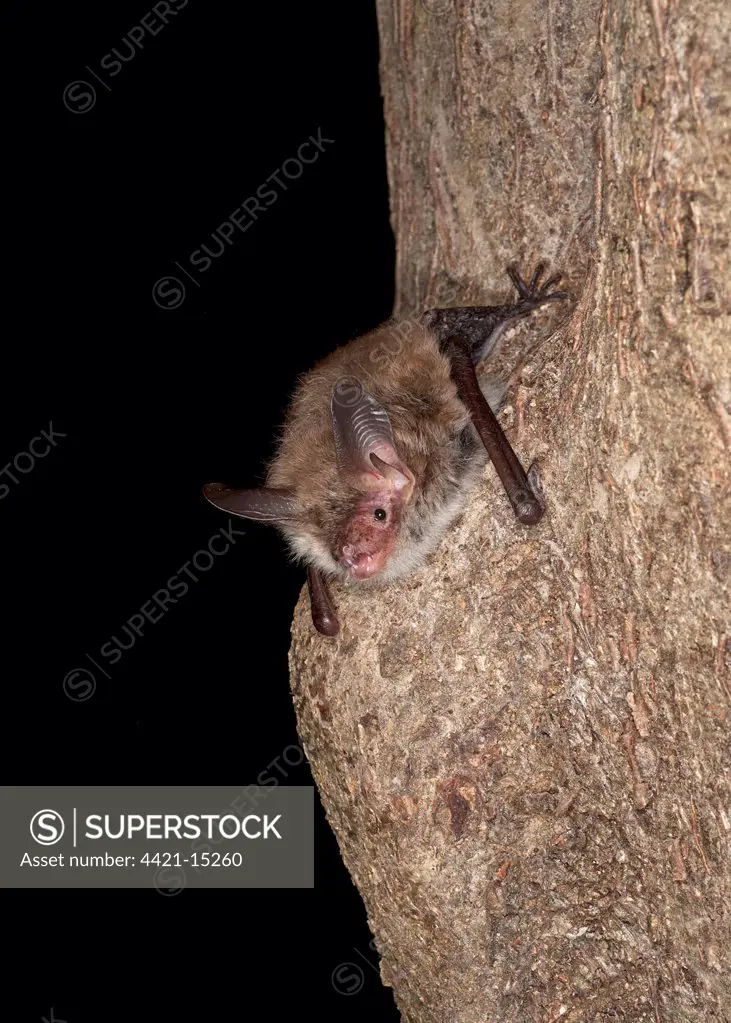 Bechstein's Bat (Myotis bechsteinii) juvenile, echolocating, clinging to branch, England