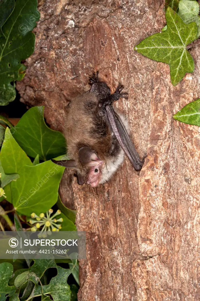 Bechstein's Bat (Myotis bechsteinii) juvenile female, clinging to tree trunk with ivy, England