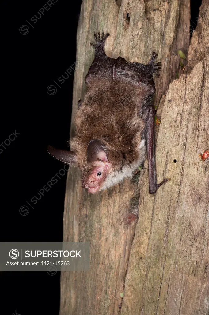 Bechstein's Bat (Myotis bechsteinii) juvenile female, clinging to tree trunk, England
