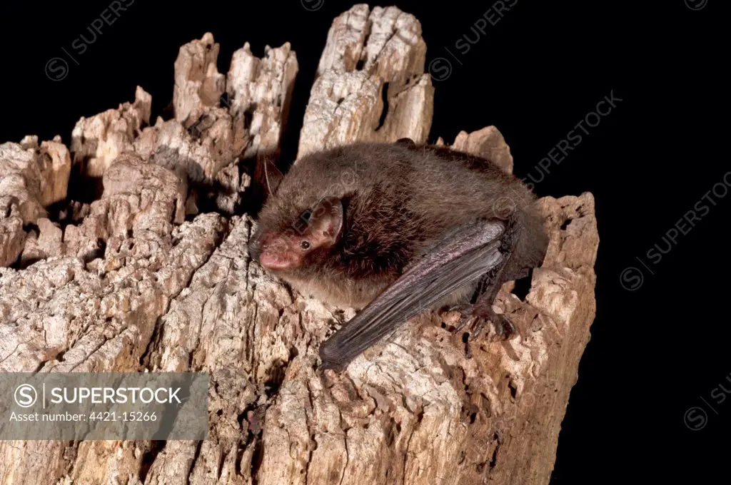 Daubenton's Bat (Myotis daubentonii) adult, resting on wood, England