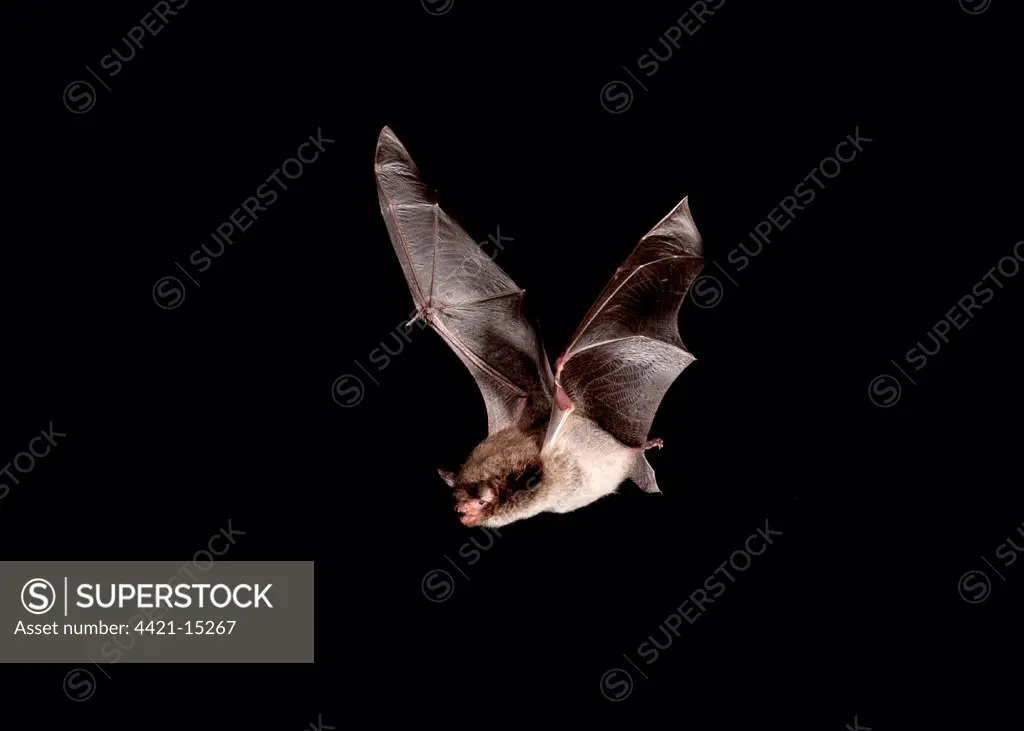 Daubenton's Bat (Myotis daubentonii) adult, in flight, Sussex, England