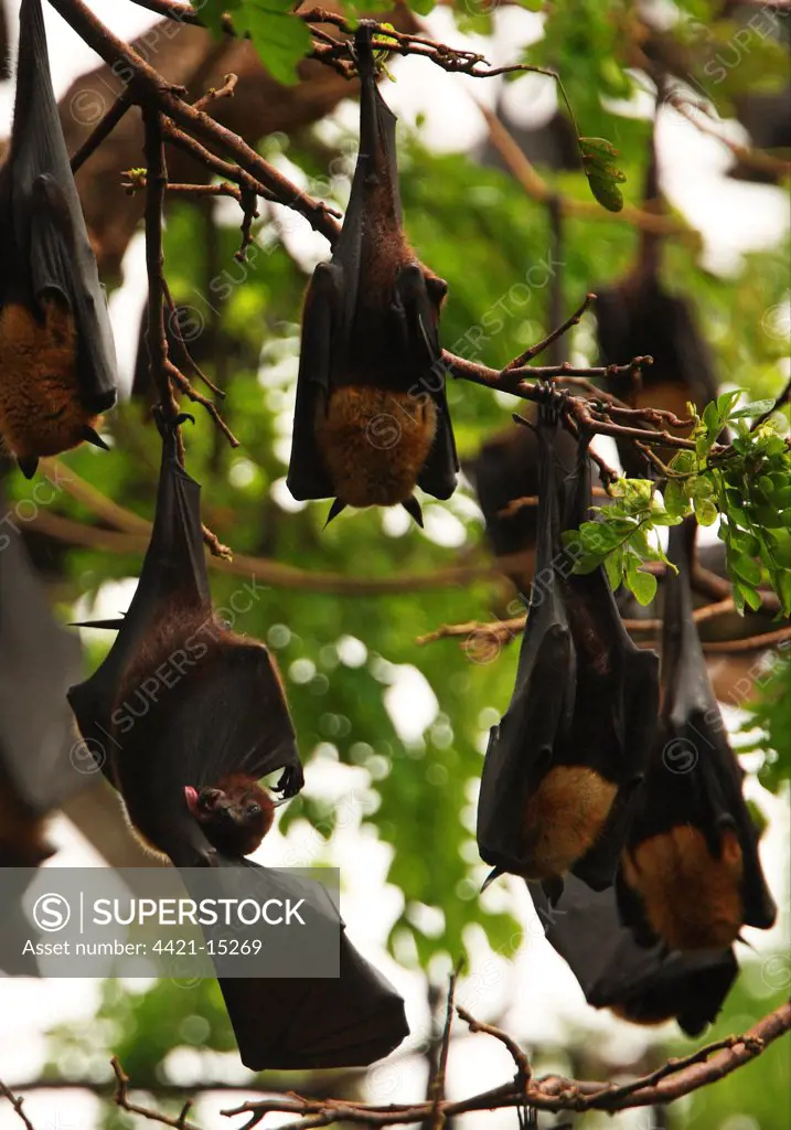Indian Flying Fox (Pteropus giganteus) adult, grooming wing, with colony roosting in tree, Sri Lanka, december