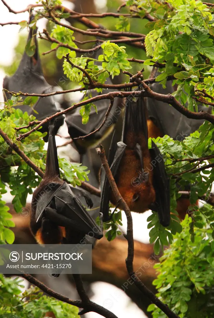 Indian Flying Fox (Pteropus giganteus) adult, washing penis, with colony roosting in tree, Sri Lanka, december