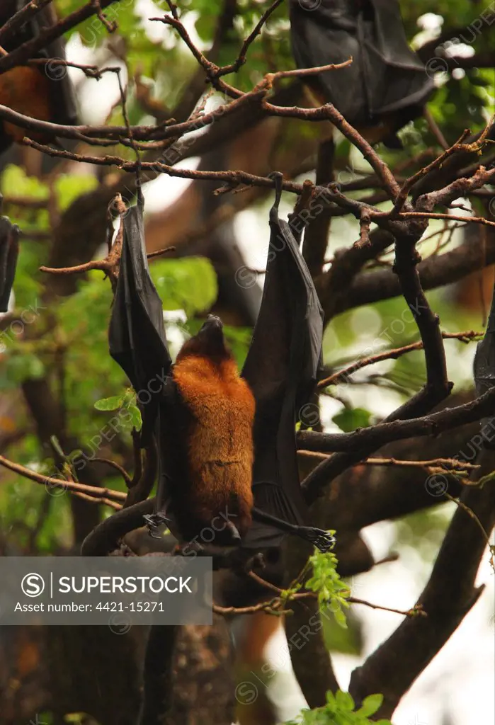Indian Flying Fox (Pteropus giganteus) adult, roosting in tree, hanging upside-down to defecate, Sri Lanka, december