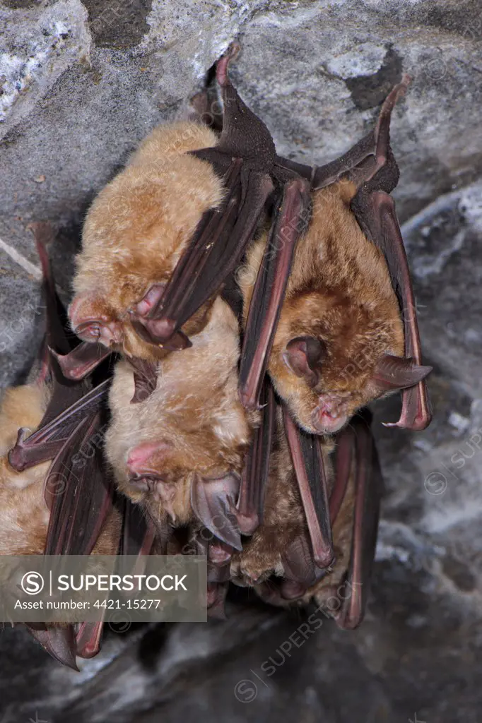 Greater Horseshoe Bat (Rhinolophus ferrumequinum) adults, group sleeping, roosting in cave, Italy, spring