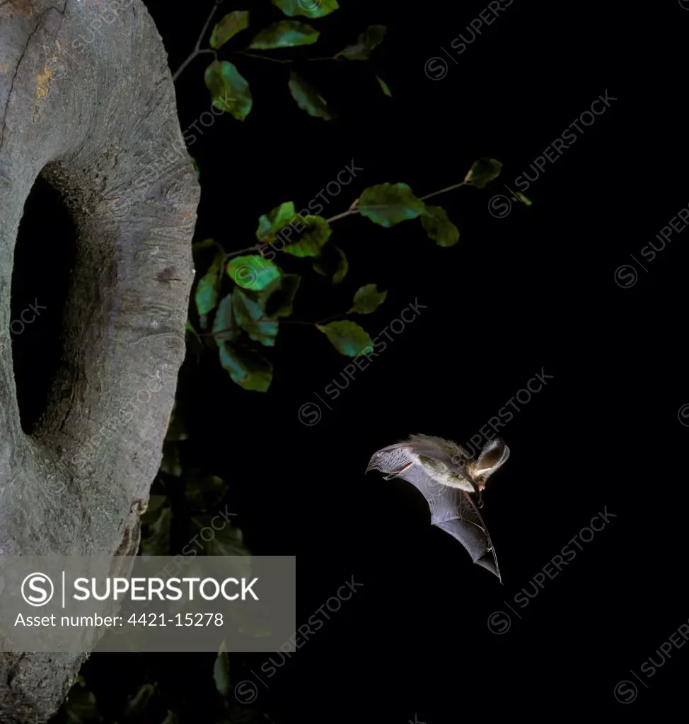 Brown Long-eared Bat (Plecotus auritus) adult, in flight from hole in tree, England