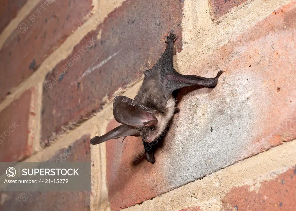 Brown Long-eared Bat (Plecotus auritus) juvenile, clinging to brick wall, England, august