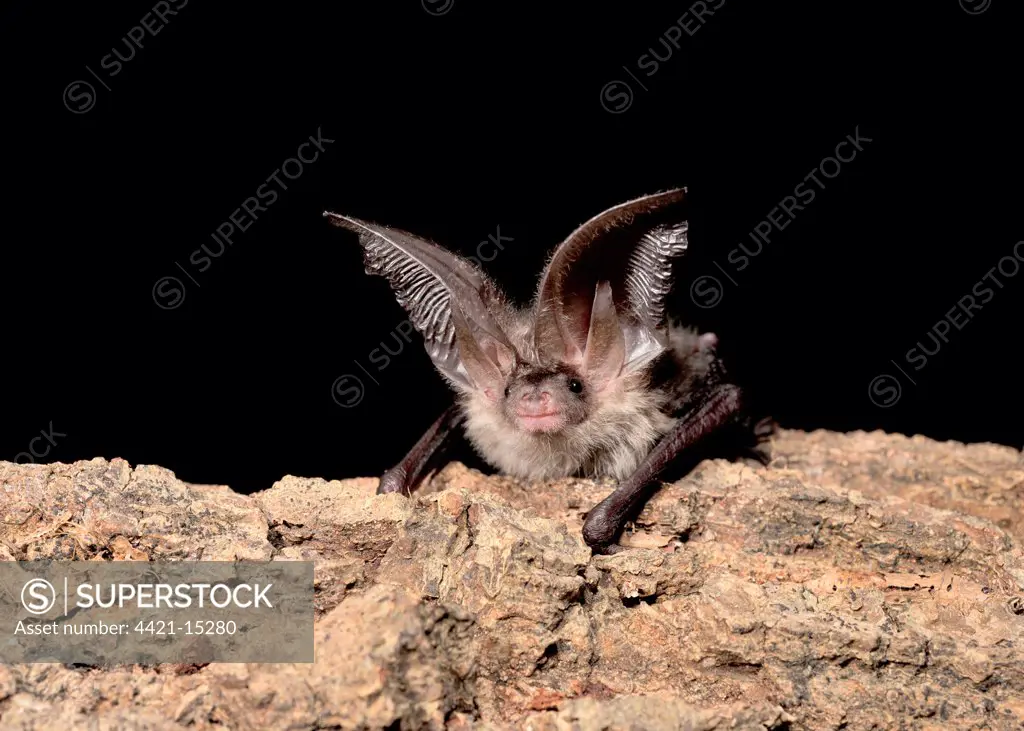 Brown Long-eared Bat (Plecotus auritus) juvenile male, resting on branch, England, august