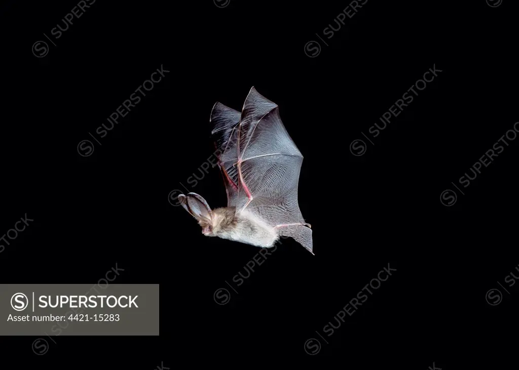 Brown Long-eared Bat (Plecotus auritus) adult, in flight, Sussex, England