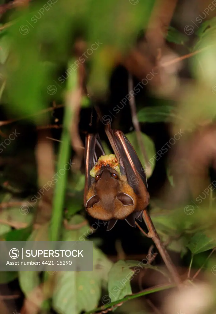 Greater Short-nosed Fruit Bat (Cynopterus sphinx) adult, feeding on fruit, hanging in bush, Krung Ching, Thailand, february