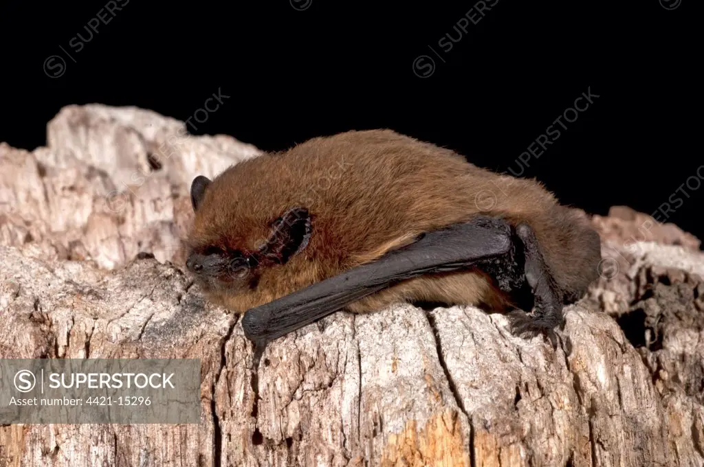 Common Pipistrelle (Pipistrellus pipistrellus) adult, resting on wood, England