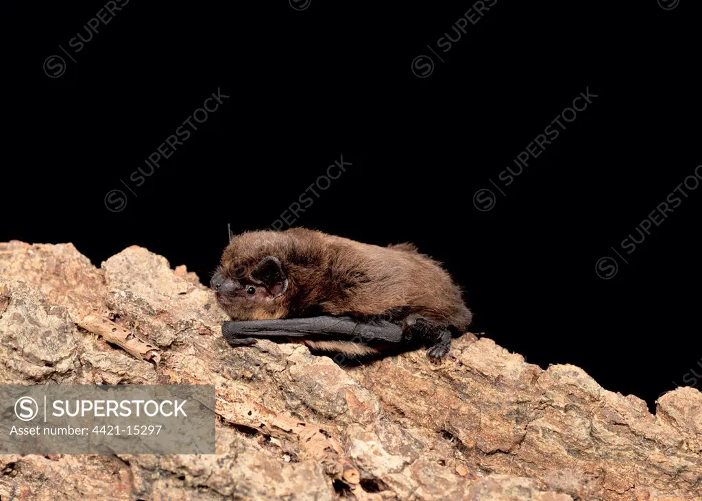 Common Pipistrelle (Pipistrellus pipistrellus) juvenile male, resting on log, England, august