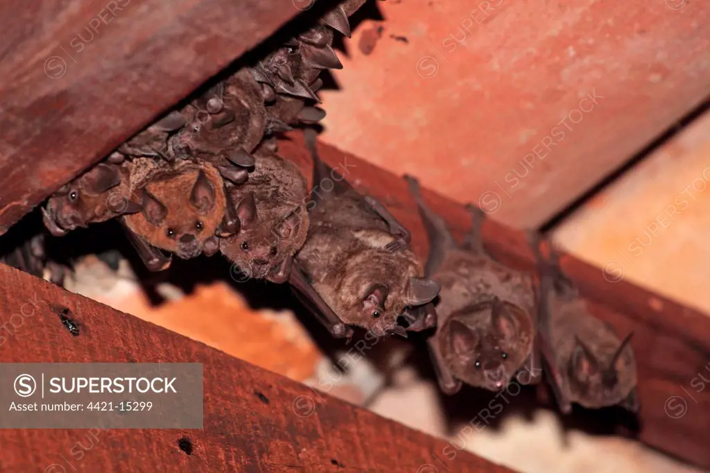 Seba's Short-tailed Bat (Carollia perspicillata) adults, group roosting in building, Transpantaneira, Mato Grosso, Brazil, september