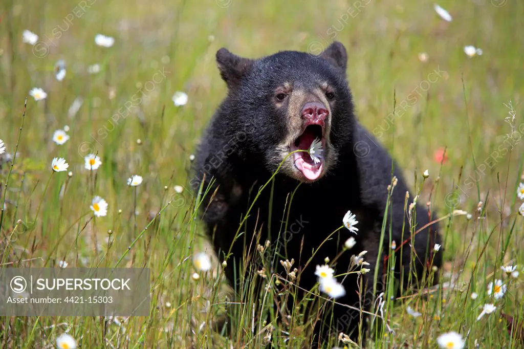 American Black Bear (Ursus americanus) six-month old cub, with mouth open, sitting amongst wildflowers in meadow, Montana, U.S.A., june (captive)