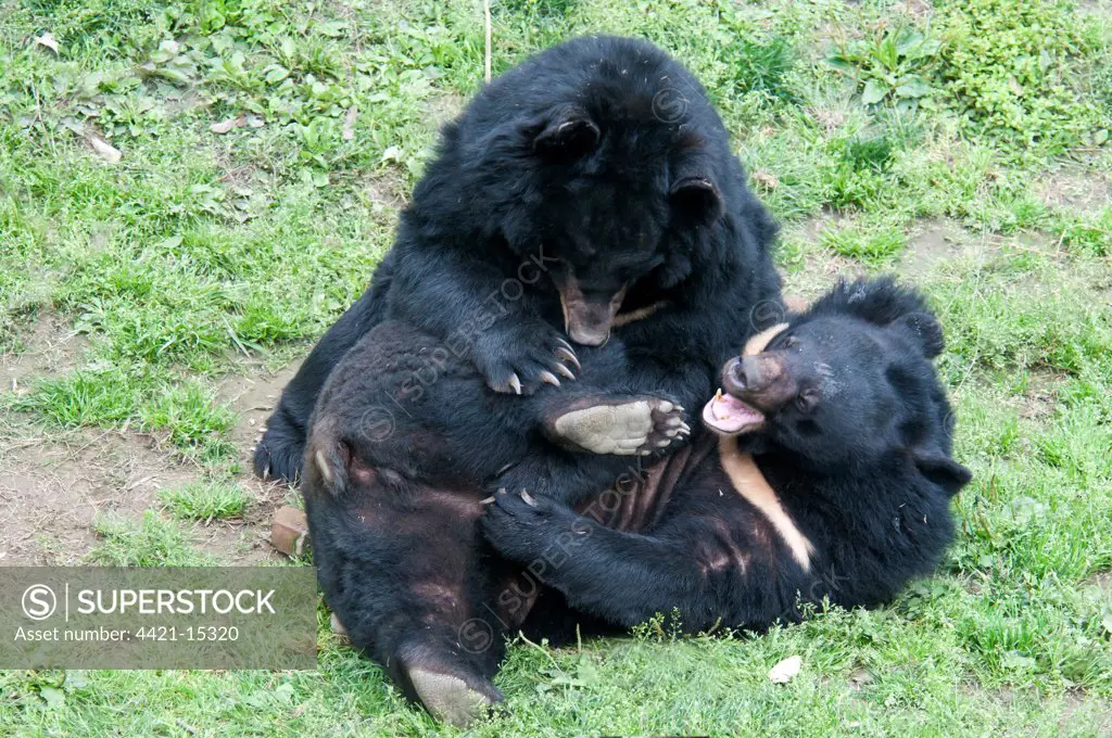 Asiatic Black Bear (Ursus thibetanus) two adults, play-fighting, Animals Asia Rescue Centre, Chengdu, Sichuan, China, april