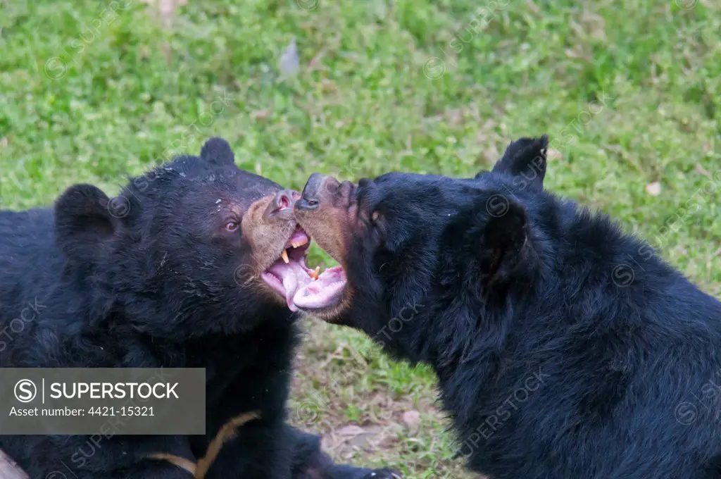 Asiatic Black Bear (Ursus thibetanus) two adults, play-fighting, close-up of heads, Animals Asia Rescue Centre, Chengdu, Sichuan, China, april