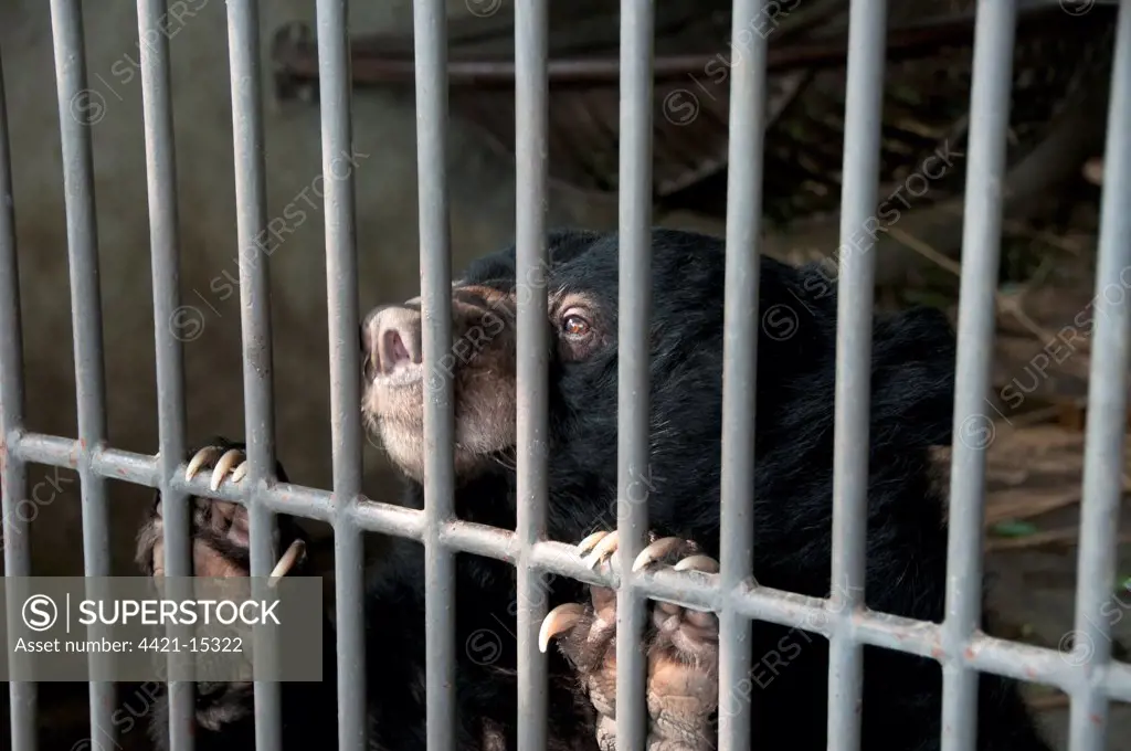 Asiatic Black Bear (Ursus thibetanus) cub, rescued from illegal bear bile extraction farm, Chengdu, Sichuan, China, april