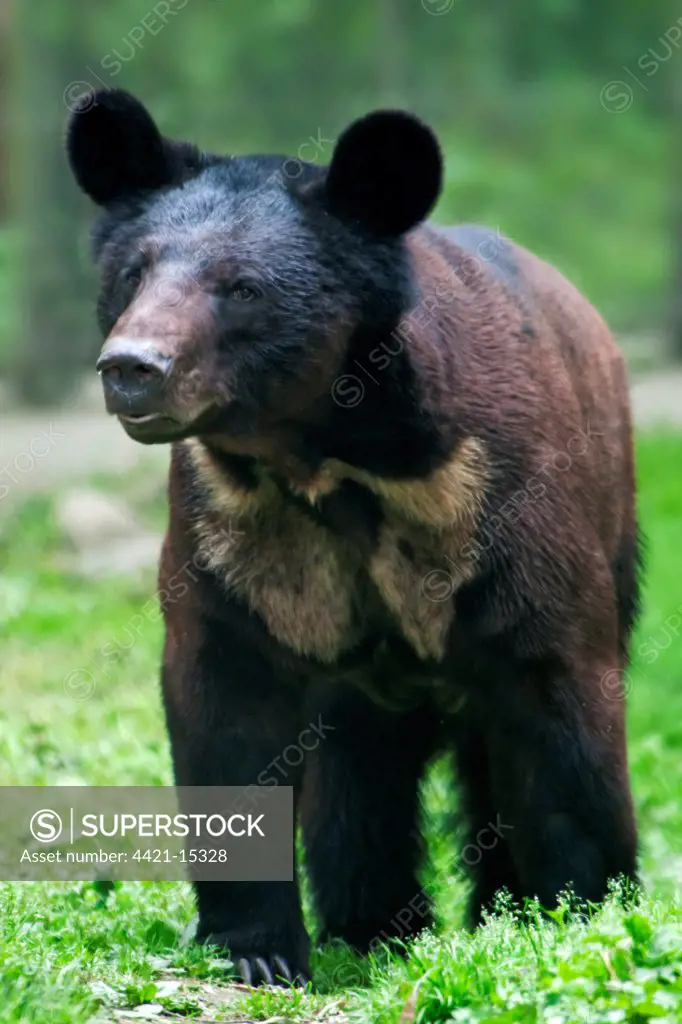 Asiatic Black Bear (Ursus thibetanus) x Brown Bear (Ursus arctos) hybrid, cub, standing, Animals Asia Rescue Centre, Chengdu, Sichuan, China, april