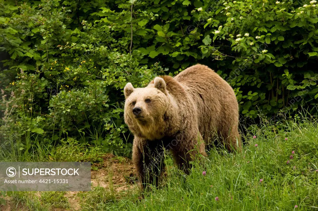 European Brown Bear (Ursus arctos arctos) adult, standing in forest, Transylvania, Romania
