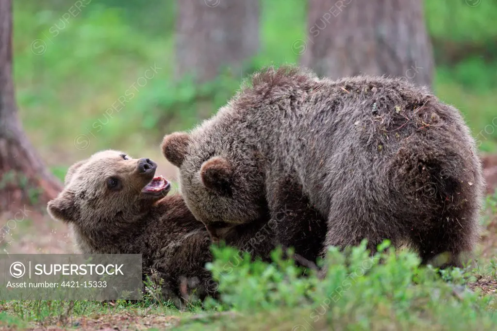 European Brown Bear (Ursus arctos arctos) two cubs, play-fighting, in coniferous forest, Finland