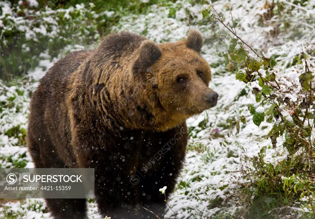 European Brown Bear (Ursus arctos arctos) adult, standing in falling snow, Brown Bear sanctuary, Zarnesti, Transylvania, Romania, october