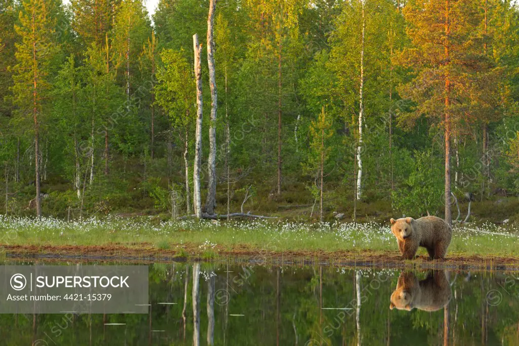 European Brown Bear (Ursus arctos arctos) adult, standing beside pool with reflection in evening sunlight, Finland, june