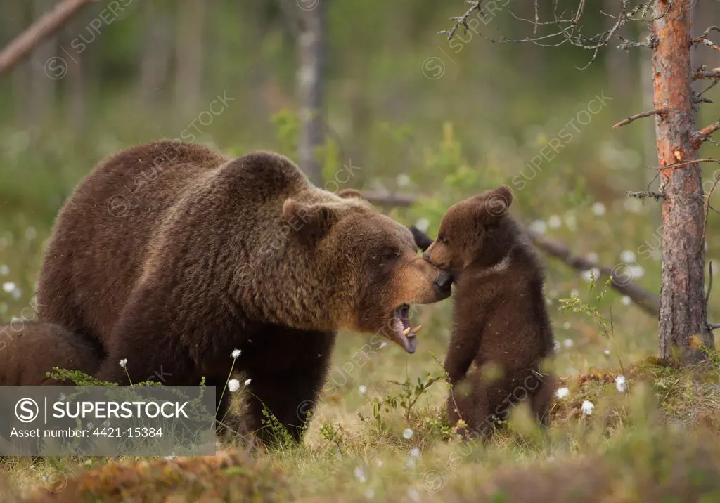 European Brown Bear (Ursus arctos arctos) adult female with young cub, playfighting, Finland, june