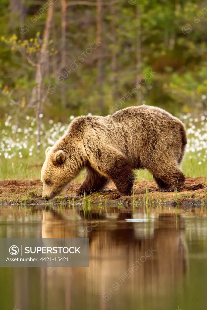 European Brown Bear (Ursus arctos arctos) adult, drinking at edge of lake with reflection, in taiga forest, Finland, june