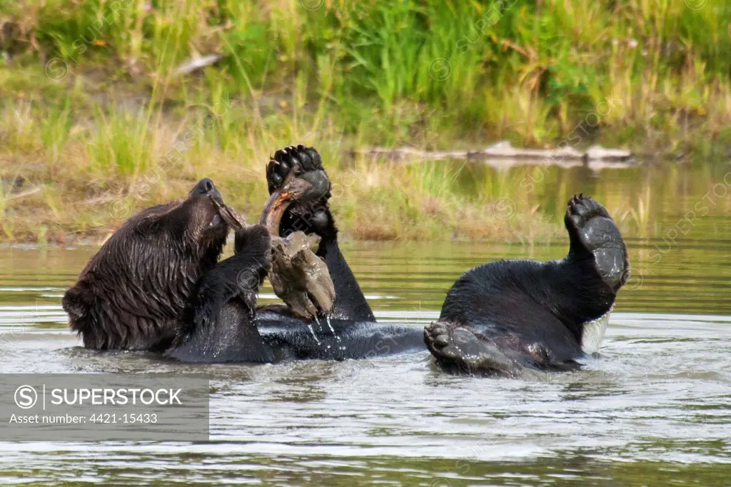 Grizzly Bear (Ursus arctos horribilis) adult, playing with wood in water, Alaska Wildlife Conservation Center, Alaska, U.S.A., august