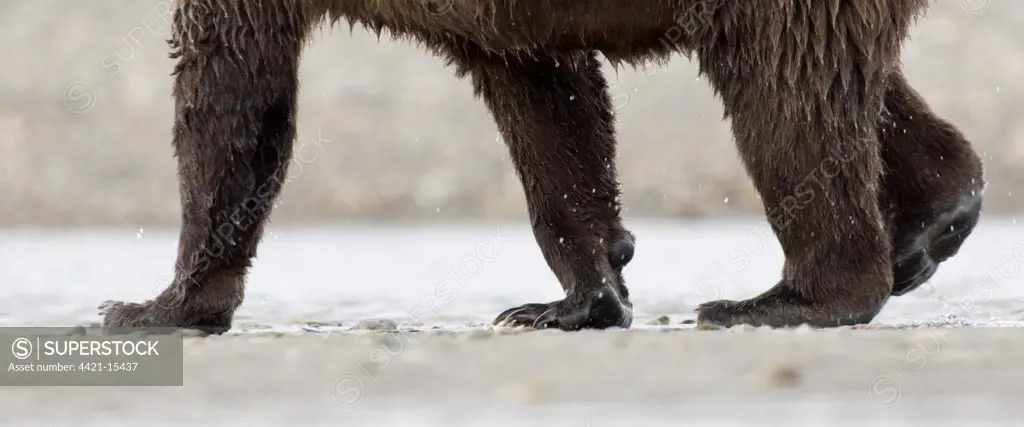 Grizzly Bear (Ursus arctos horribilis) adult, close-up of legs, walking along coastal creek, Katmai N.P., Alaska, U.S.A., august