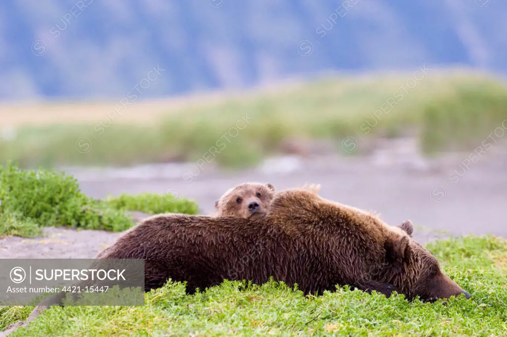 Grizzly Bear (Ursus arctos horribilis) adult female with cub, resting, Katmai N.P., Alaska, U.S.A., august