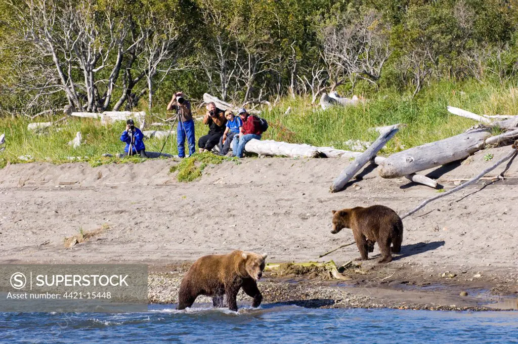 Grizzly Bear (Ursus arctos horribilis) two adults, at edge of water, with hikers taking photos in background, Katmai N.P., Alaska, U.S.A., august