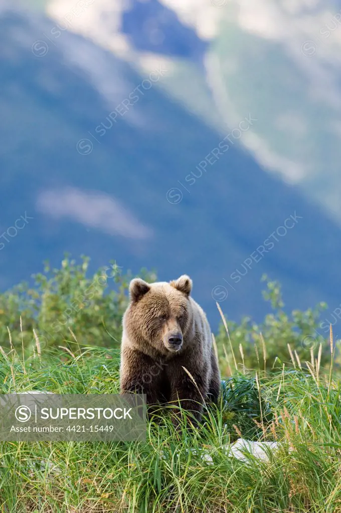 Grizzly Bear (Ursus arctos horribilis) adult, sitting amongst grass, Katmai N.P., Alaska, U.S.A., august