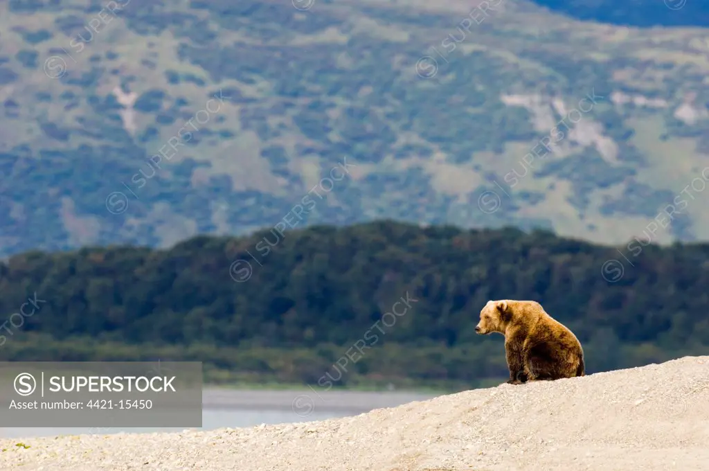Grizzly Bear (Ursus arctos horribilis) adult, sitting in habitat, Katmai N.P., Alaska, U.S.A., august