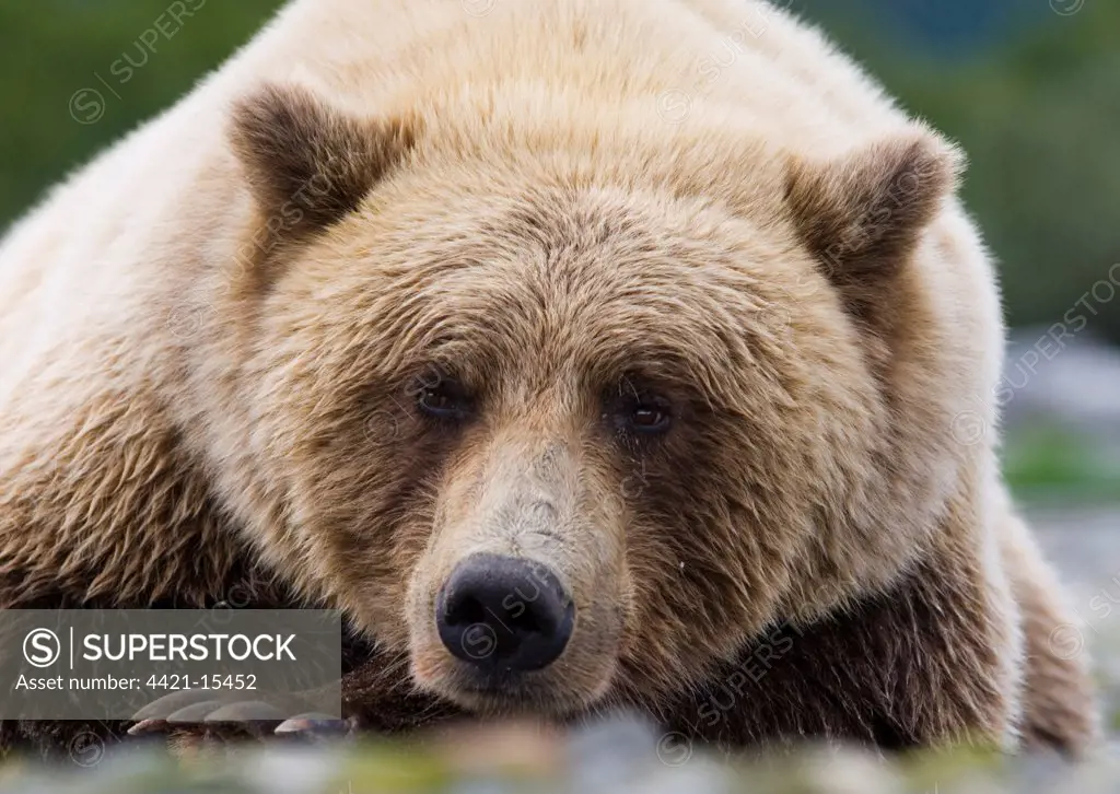Grizzly Bear (Ursus arctos horribilis) adult, close-up of head, resting, Katmai N.P., Alaska, U.S.A., august