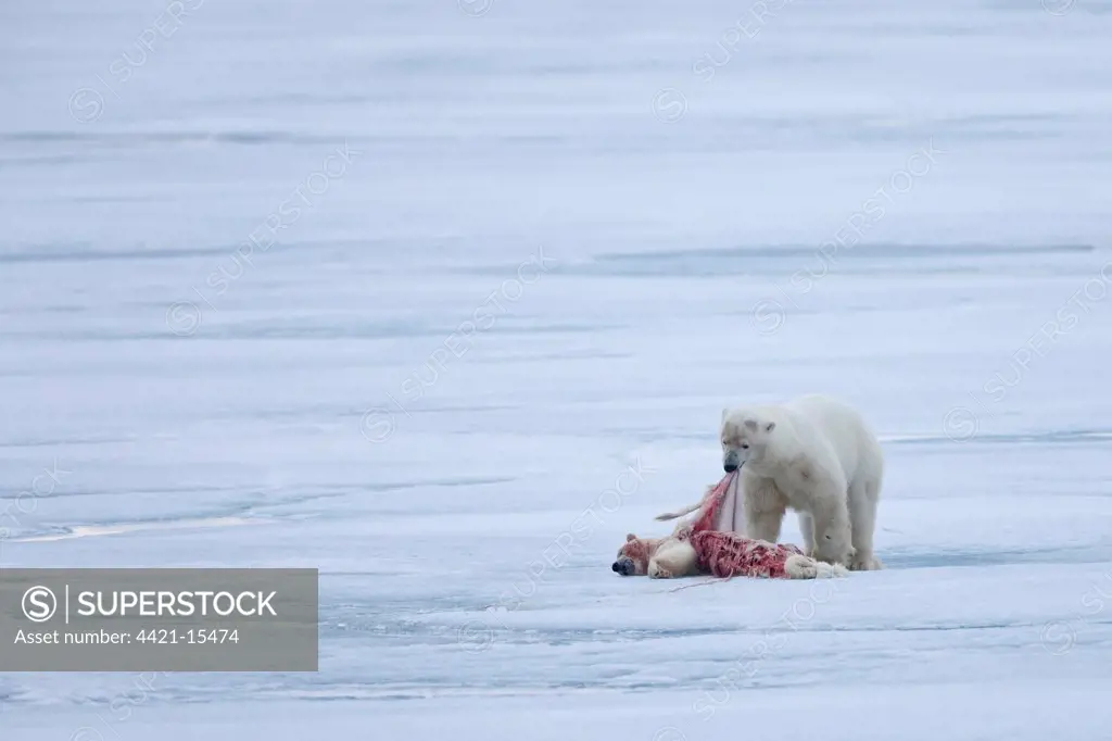 Polar Bear (Ursus maritimus) adult, feeding, cannibalism of young, on pack ice, Spitsbergen, Svalbard, september