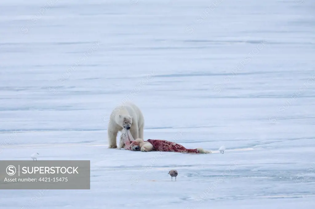 Polar Bear (Ursus maritimus) adult, feeding, cannibalism of young, on pack ice, Spitsbergen, Svalbard, september