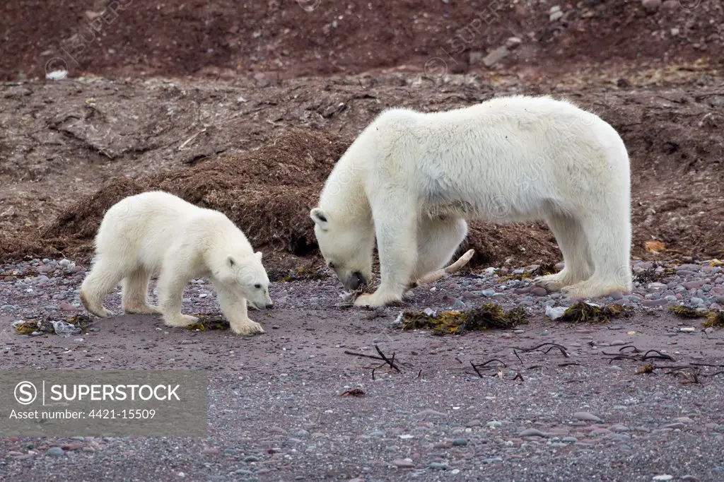 Polar Bear (Ursus maritimus) adult female with cub, feeding on dead bird, standing on beach, Spitzbergen, Svalbard, july