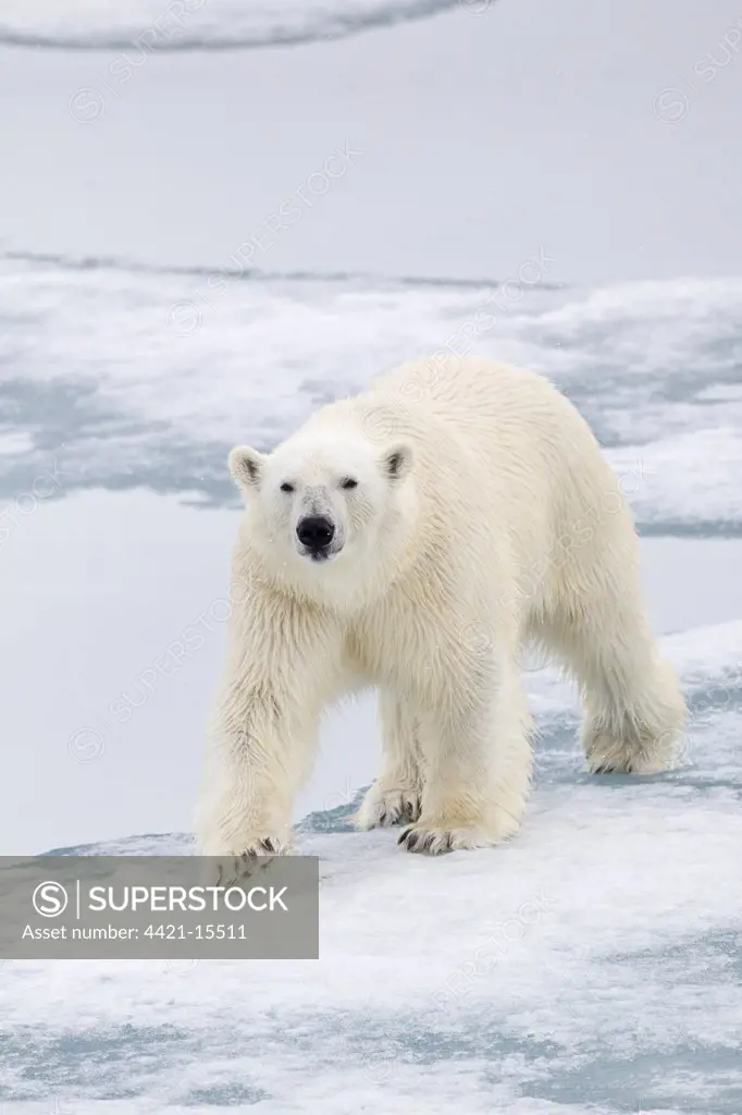Polar Bear (Ursus maritimus) adult, walking on sea ice, Spitzbergen, Svalbard, july