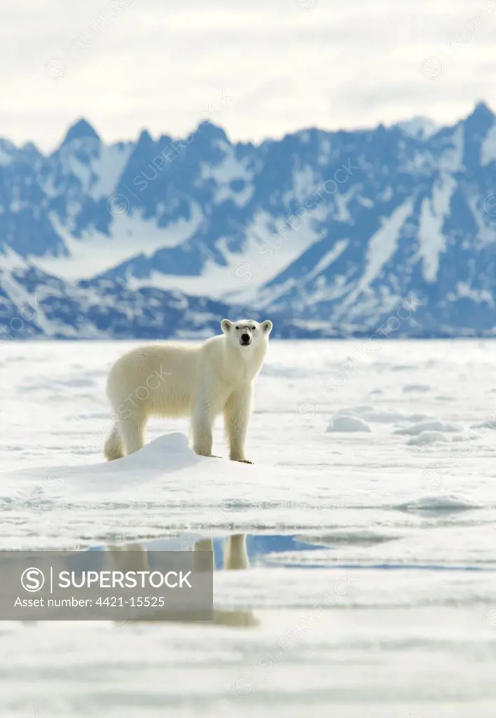 Polar Bear (Ursus maritimus) adult female, standing on sea ice in coastal habitat, Svalbard, july
