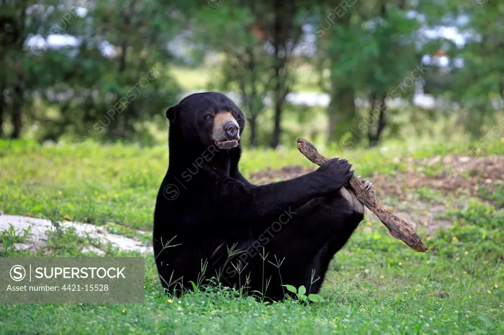 Malaysian Sun Bear (Helarctos malayanus) adult male, playing with wood, captive
