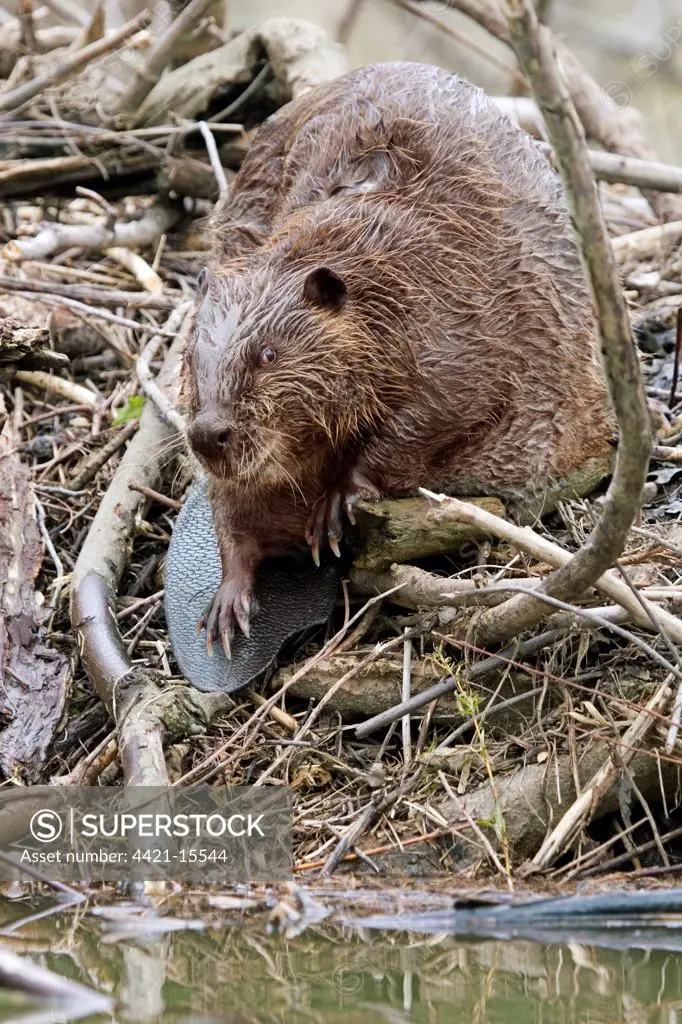 American Beaver (Castor canadensis) adult, standing on lodge, U.S.A.