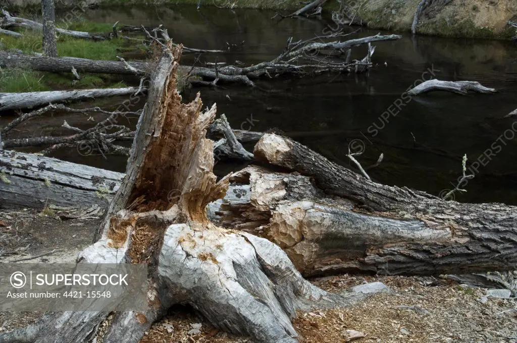 American Beaver (Castor canadensis) introduced species, felled Lenga (Nothofagus pumilio) trunk on shore of stream, near Lago Margarita, Southern Patagonia, Tierra del Fuego, Argentina