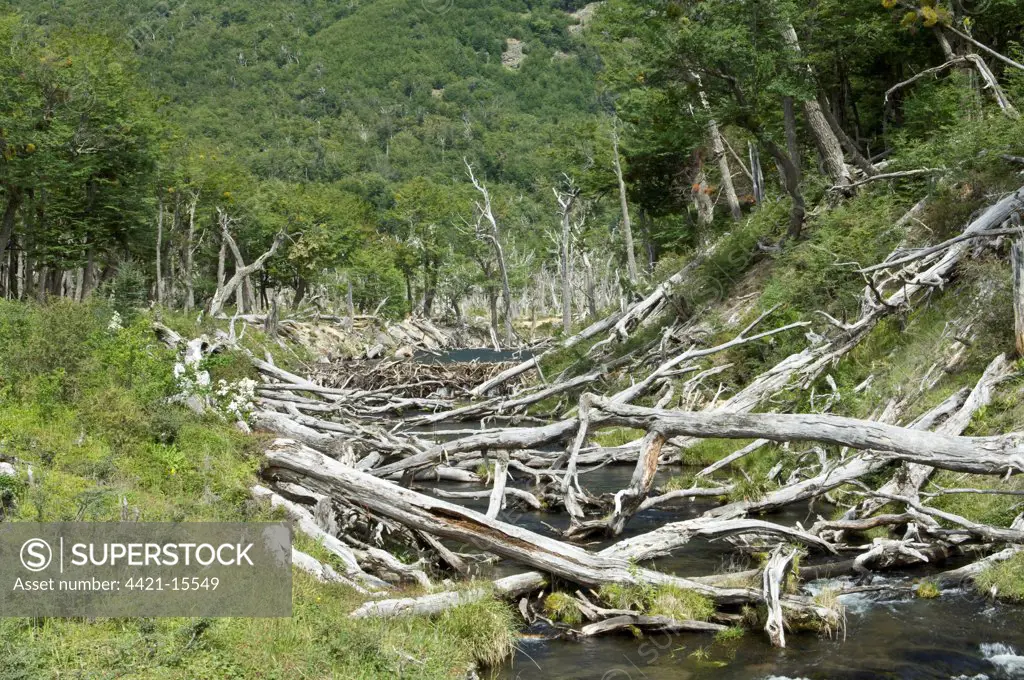 American Beaver (Castor canadensis) introduced species, felled Southern Beech (Nothofagus sp.) trunks, near Lago Margarita, Southern Patagonia, Tierra del Fuego, Argentina